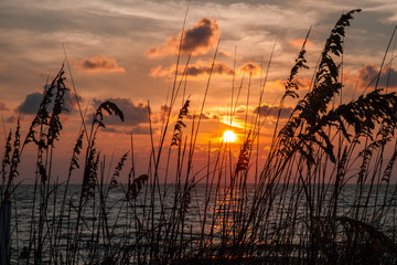 Sea Oats at Sunset along the Beach - Powered by Adobe