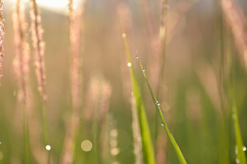 Soft defocused Fresh green grass and grass flower with water dro