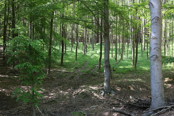 Beech Forest