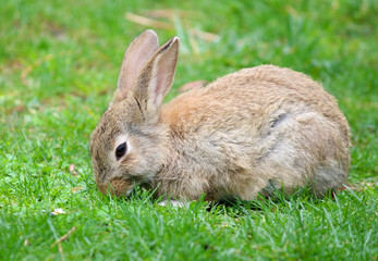 Wild rabbit in grass