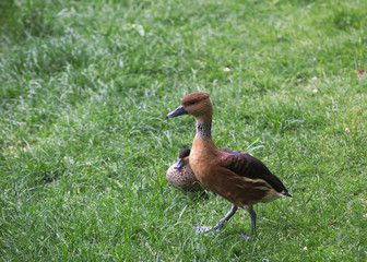 Two fulvous whistling ducks (Dendrocygna bicolor) on the grass