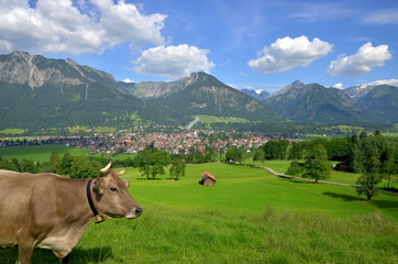 Dorf im Gebirge in Bayern mit Kuh im Vordergrund