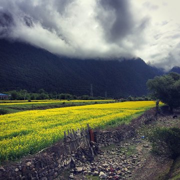 油菜花
