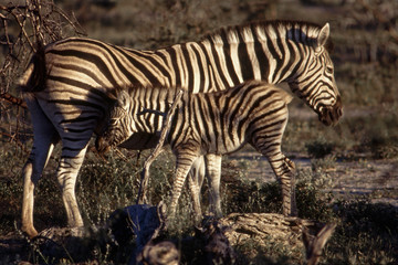 Fototapeta na wymiar Zebre (Equus burchellii) del Parco Nazionale di Etosha in Namibia 