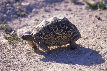 Tartaruga leopardo - Leopard Tortoise - (Geochelone pardalis) nel Parco Nazionale di Etosha in Namibia
