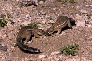 Scoiatolo di terra - Ground squirrel - (Xerus inauris) nel Parco Nazionale di Etosha in Namibia
