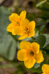 yellow spring buttercups closeup