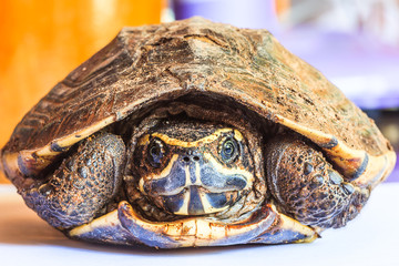 Obraz premium Turtle in the shell