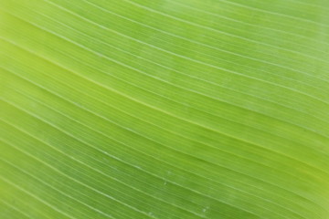 banana leaf texture