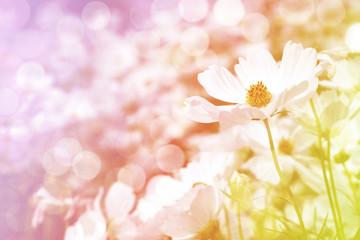 Obraz na płótnie Canvas Sweet dreamy flower background