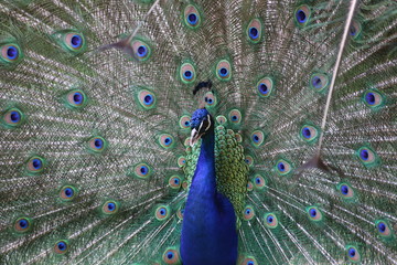 Obraz premium Blue peacock (Pavo cristatus) seen from the front. The background is formed by its mighty tail feathers