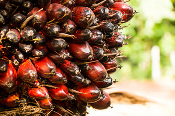 Palm fruit on tree