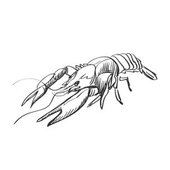 doodle lobster
