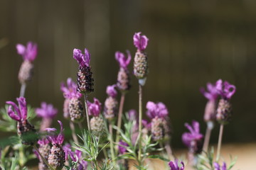 Wild grass flowers from an English wild meadow