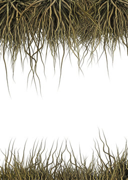Isolated tendrils