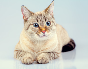 Obraz premium Cute dreaming thai cat