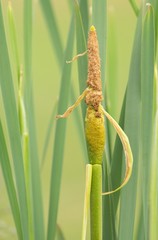 Fruchtender Breitblättriger Rohrkolben / Fructifying Broadleaf Cattail