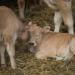 young calf