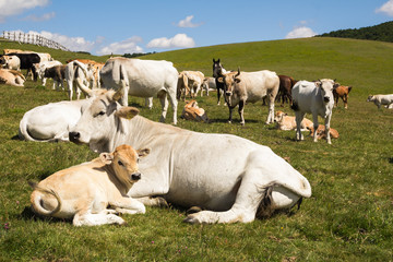 Vitello vicino alla madre