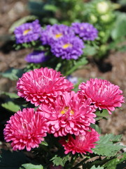 Obraz premium Aster Flowers - Callistephus Chinensis