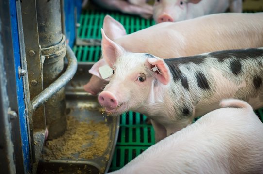 Schweinehaltung, fressende Ferkel am Futtertrog