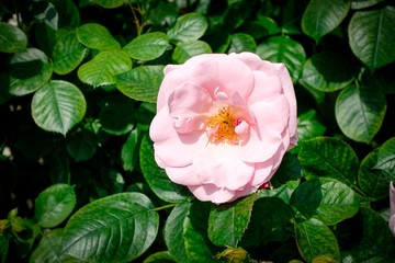 Rosa bl&uuml;hende Hundsrose - Wildrose, Heiderose