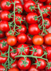 Fresh juicy tomatoes on the branches. Background of red tomatoes