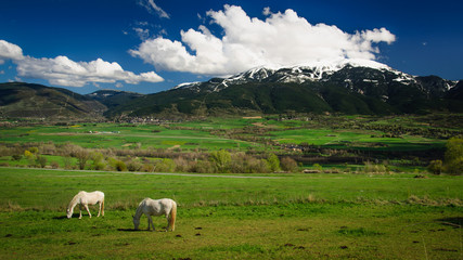 Cerdanya i cavalls / Horses in a mountain valley (Pirineus / Pyrenees / Pirineos)