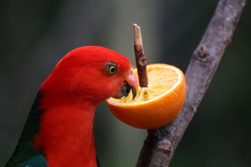 Australian king parrot (Alisterus scapularis) eating an orange