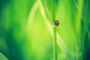 Beautiful vintage photo of ladybug