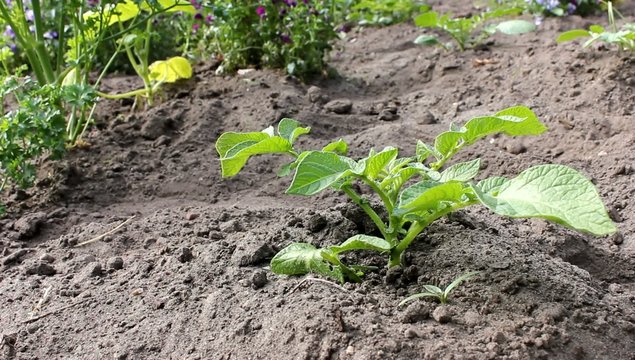junge kartoffel pflanze acker garten video
