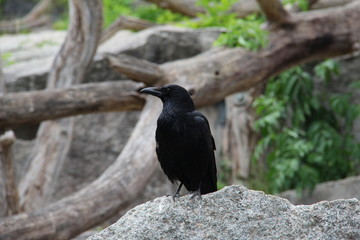 Raven sitting on a stone