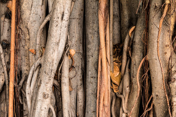 Od brown tree roots