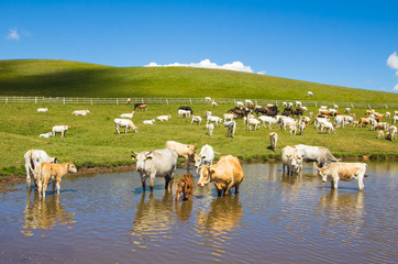 Mucche si fanno il bagno nel lago