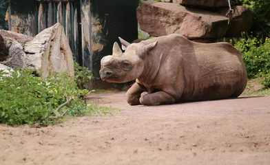 Fototapete Nashorn Black rhinoceros (Diceros bicornis) with a cut off horn sitting on the ground