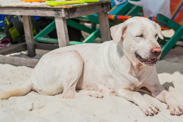 Dog on The Beach