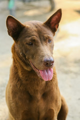 Dog on The Beach