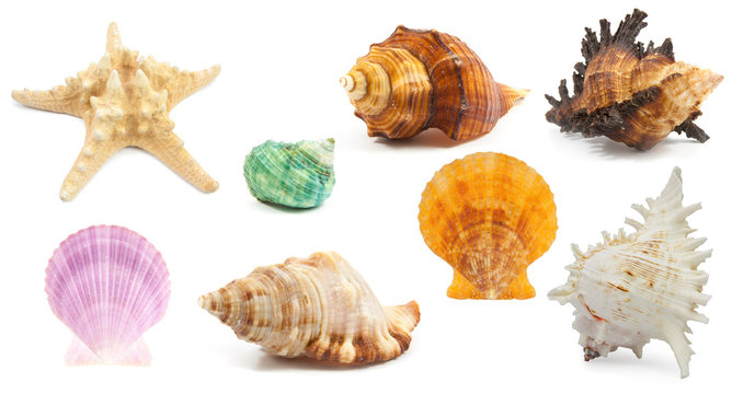 collection of Seashell in close-up isolated