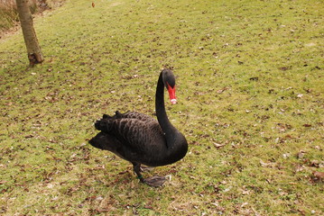 Schwarzer Schwan