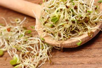 Alfalfa and radish sprouts on scoop, wooden background