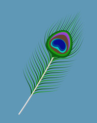 Peacock Feather Vector clipart