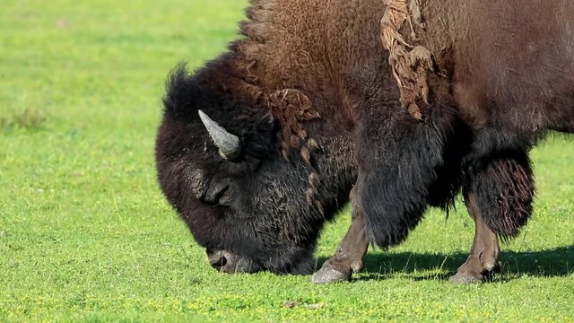 Bison Bulle beim fressen
