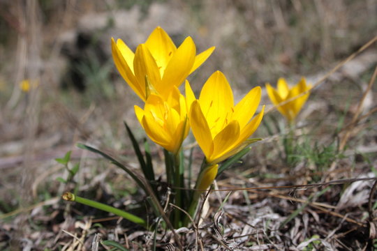 Sternbergia lutea, crochi gialli, fiori spontanei, Sternbergia sicula