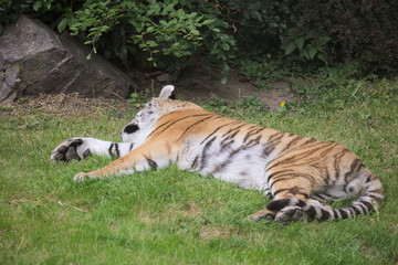 Siberian tiger (Panthera tigris altaica) lying in the grass