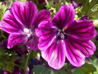 Obraz premium Purple flowers