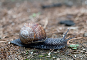 snail creeps