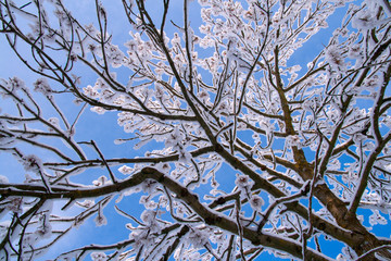 Bare tree covered with snow