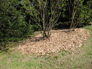 Holzhechsel als Mulchschicht unter einem Busch