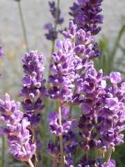 Obraz premium Lavender