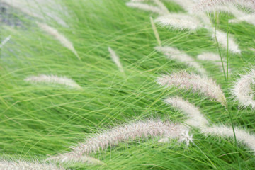 Motion blur of windy field